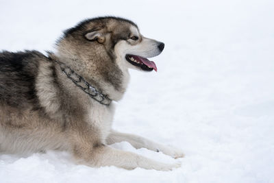 Dog looking away on snow