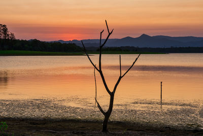 Silhouette tree by lake against sky during sunset