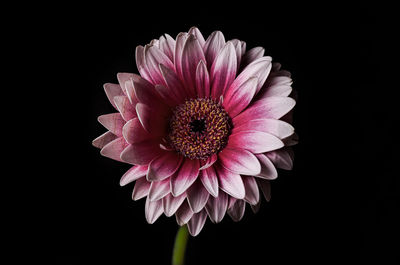 Close-up of fresh pink flower against black background