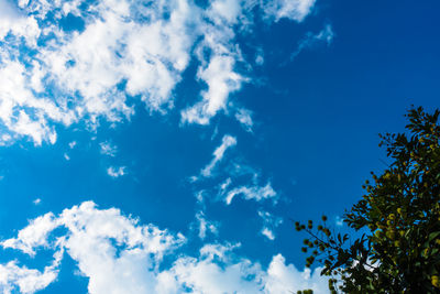 Low angle view of trees against blue sky