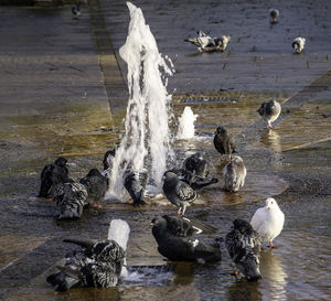 High angle view of seagulls on lake