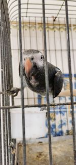 Close-up of parrot in cage