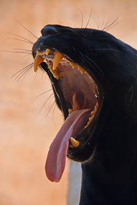 Close-up of black jaguar yawing against sky