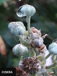 Close-up of flowering plant