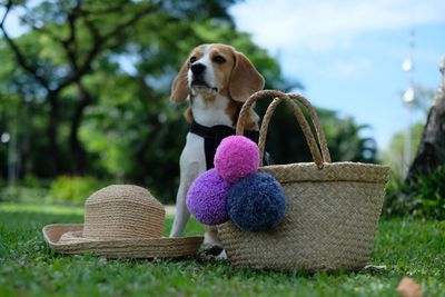 Dog sitting in basket