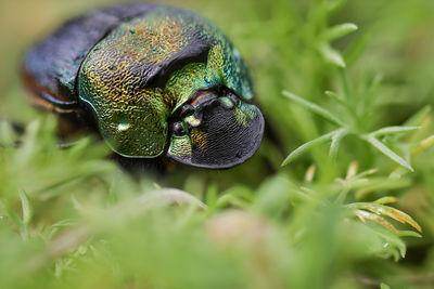 Close-up of insect on plant