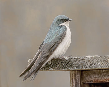 Close-up of bird perching on wooden post