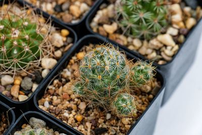 High angle view of succulent plants