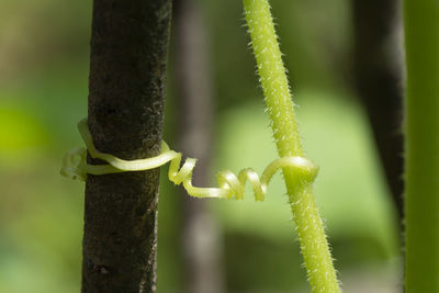 Close-up of barbed wire