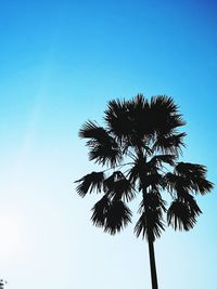 Low angle view of silhouette tree against clear blue sky