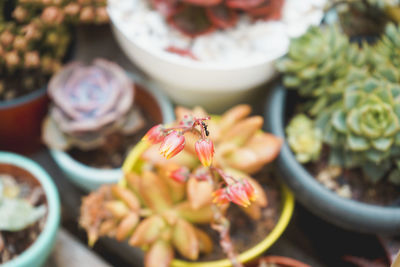 Close-up of food on table