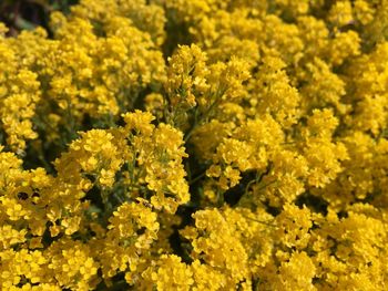 Yellow flowers blooming in park