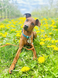 Dog standing on field