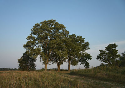 Trees on the hill in the first light of the sun