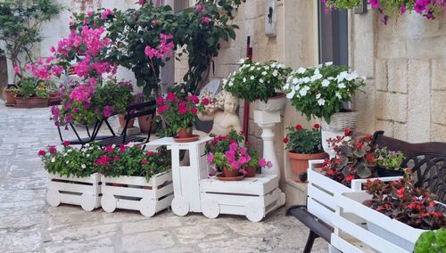 Potted plants against wall