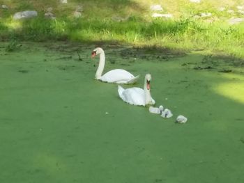 Swans swimming in a lake