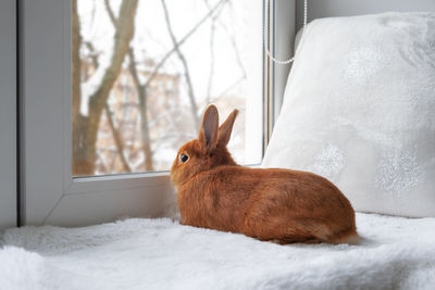 Close-up of rabbit . view from back, looking at window