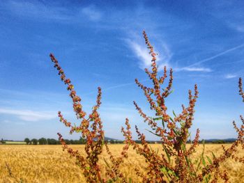 Scenic view of field against cloudy sky