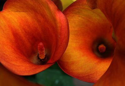 Close-up of orange flowers blooming outdoors