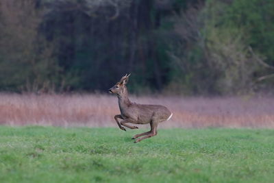 Side view of deer running on grass-roebuck 
