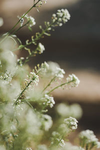 Close-up of white flowering plant