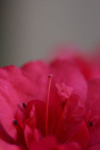 Close-up of pink flower