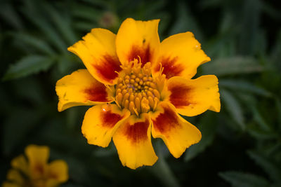 Close-up of yellow flower