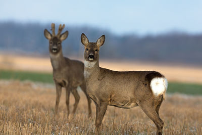 Portrait of white-tailed deer standing on field