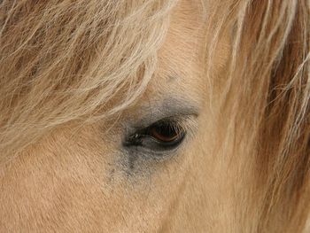 Close-up of horse