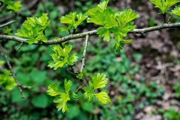 CLOSE-UP OF FRESH GREEN LEAVES