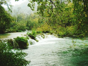 Scenic view of river amidst trees in forest