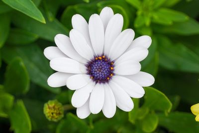 Close-up of white flower