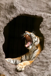 Tiger in cave