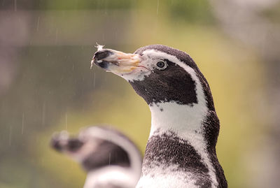 Close-up of penguins in zoo