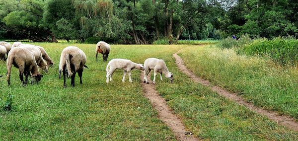 Sheep grazing in a field