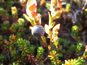 Close-up of fruits growing on plant