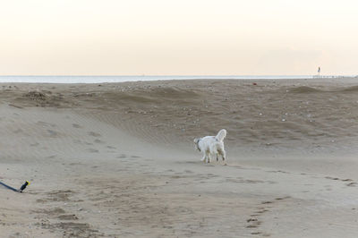 Dog on beach