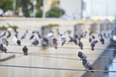 Pigeons perching on cables in city