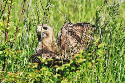 Bird perching on a field