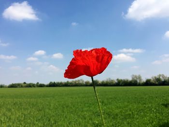 Red poppy flower on field
