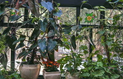 Potted plants hanging in greenhouse