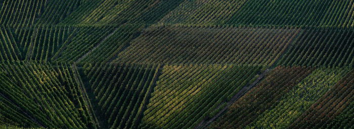 Full frame shot of agricultural field