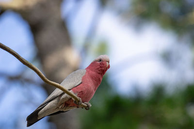 Galah perched in a tree. eolophus roseicapilla