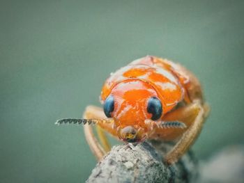 Close-up of orange crab