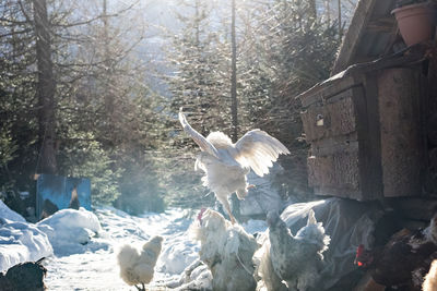 White birds on snow covered land