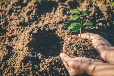 Midsection of person holding plant