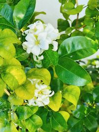 plant