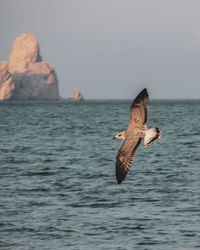 Seagull flying over sea against sky