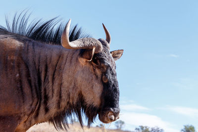 Close-up of a horse against sky