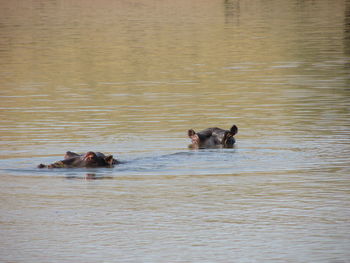 Ducks swimming in lake